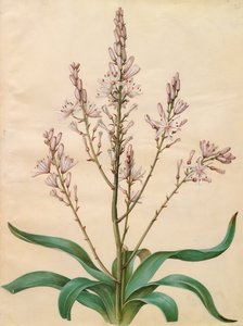 Asphodelus ramosus